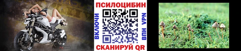 наркошоп  Правдинск  Псилоцибиновые грибы Psilocybe 